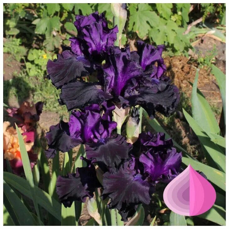 Темный дракон ирис. Темный дракон ирис. Ирис бородатый блэк найт. Темный дракон ирис. Ирис обсидиан.