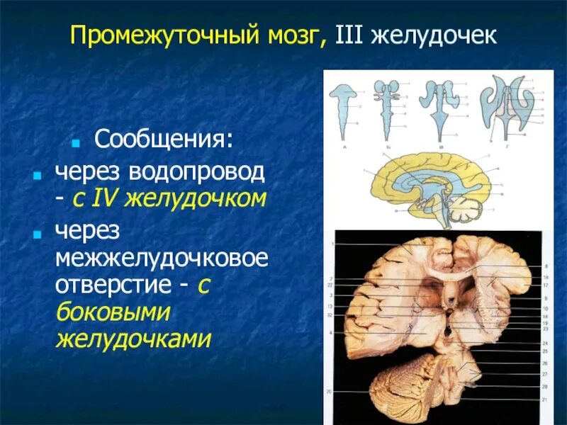Средний мозг желудочек. Промежуточный мозг. 3 Желудочек промежуточного мозга. Промежуточный мозг. III желудочек. Сообщения 3 желудочка головного мозга.
