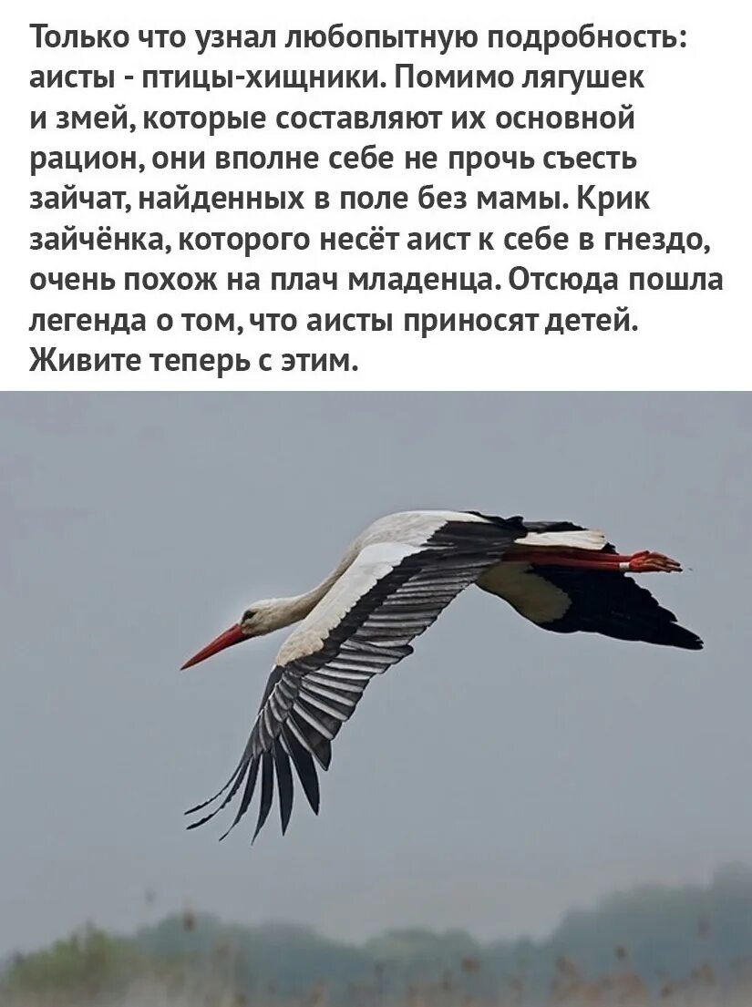 В какую страну улетают аисты
