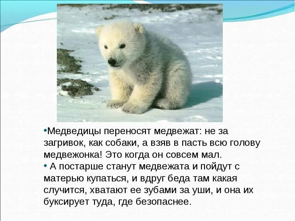 Текст белый медведь 4 класс. Раксза о белом медведе. Сообщение о белом медведе. Рассказ о белом медведе. Доклад про белого медведя.