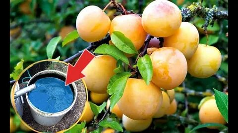 Чем подкормить сливу для хорошего урожая
