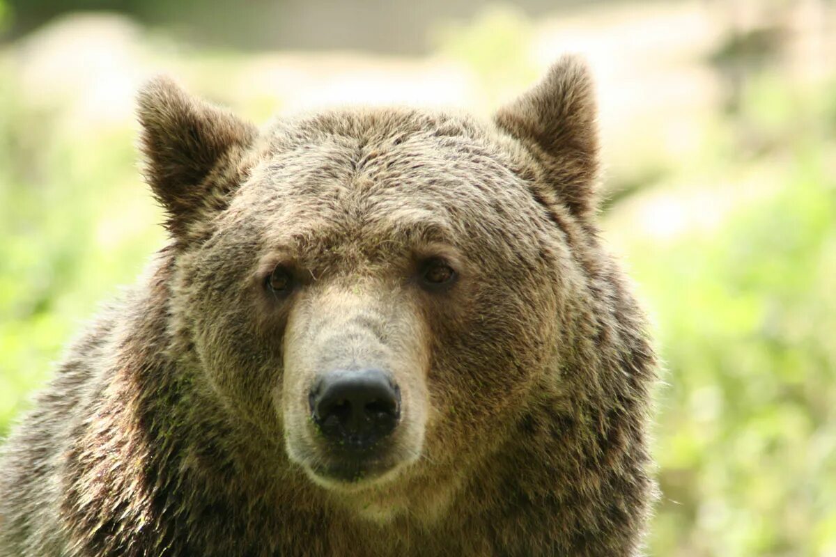 Бурый медведь хозяин леса. Алтайский медведь. Медведь хозяин леса. Медведь крупным планом.