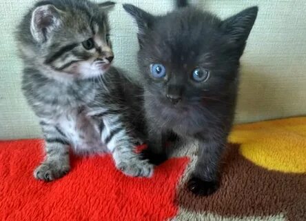 Котята тольятти
