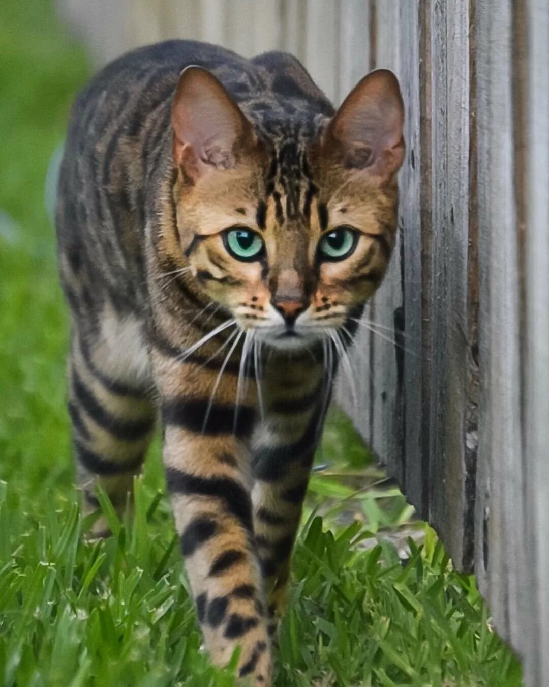 Кошка в полоску порода. Бенгальский кот метис полосатый. Порода тойгер. Бенгальская кошка табби полосатый. Бенгальская кошка метис серый полосатый.