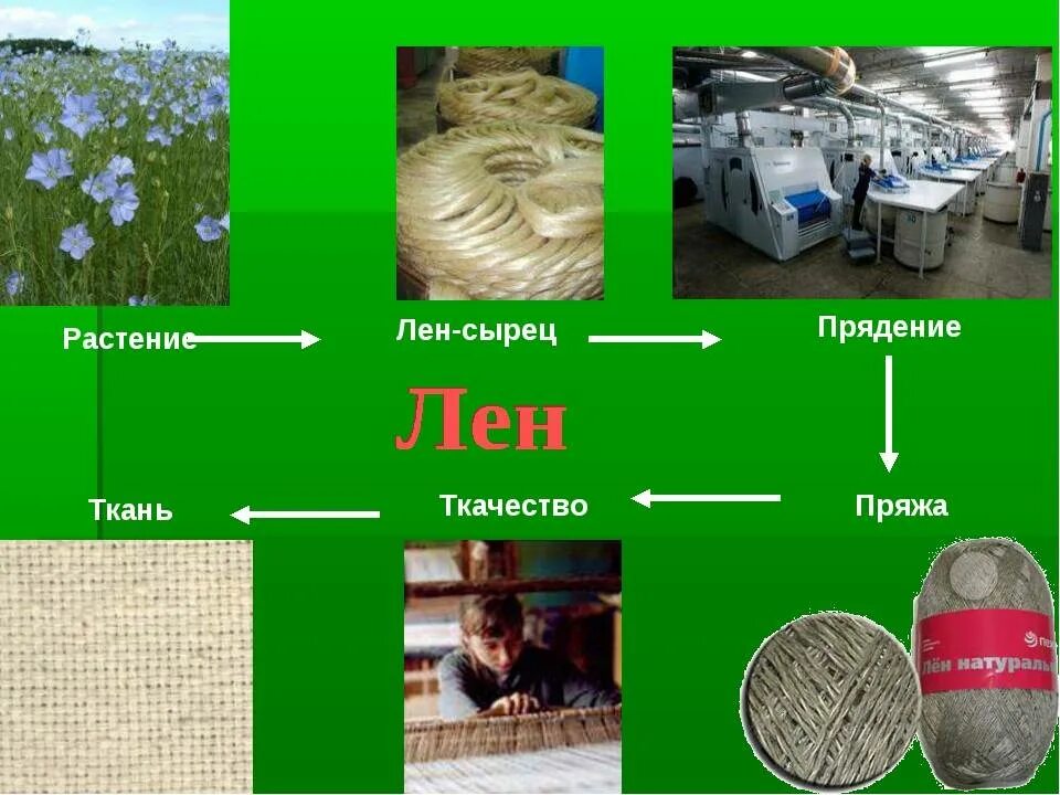 Назначение хлопка. Лён производство ткани. Лён растение для ткани. Материалы для производства ткани из хлопка и льна. Производство ткани из льна.