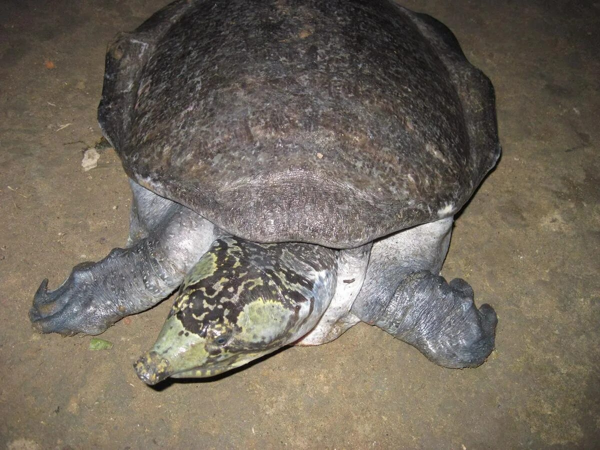 Нильская черепаха. Трионикс черепаха. Мягкотелая черепаха трионикс. Дальневосточная кожистая черепаха.