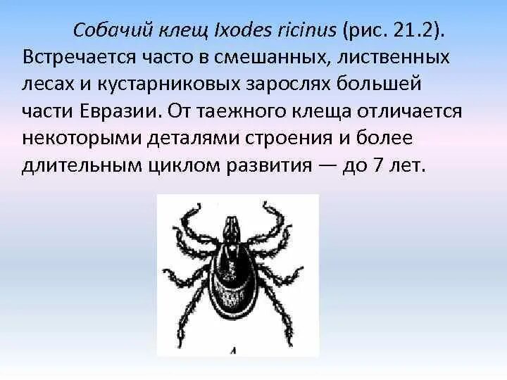 Иксодовые клещи заболевание. Собачий клещ Ixodes Ricinus. Иксодовые и гамазовые клещи. Иксодес рицинус клещ. Ixodes Ricinus строение.