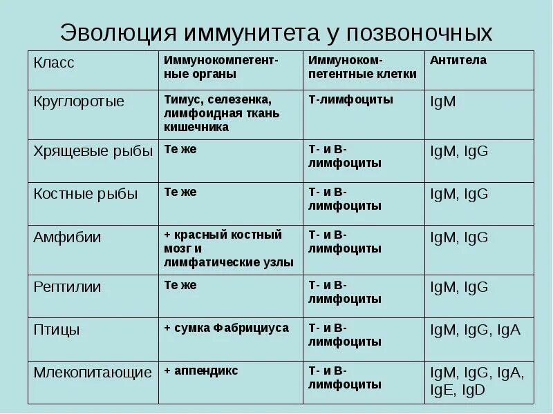 Иммунная температура. Эволюция иммунной системы. Филогенез иммунной системы. Основные этапы эволюции иммунной системы. Этапы развития эволюции.