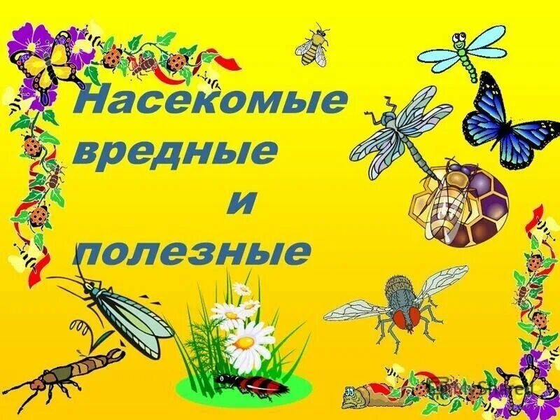Тема насекомые. Полезные насекомые. Вредные насекомые для детей в детском саду. День насекомых. Тематическая неделя насекомые