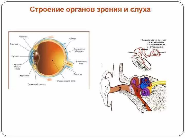 Органы зрения и слуха. Строение органа зрения. Строение органов зрения и слуха. Строение органа слуха. Гигиена зрения и слуха