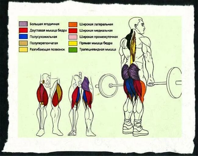 Тяга какие мышцы работают. Мышцы задействованные в становой тяге. Румынская тяга мышцы задействованы. Мышцы задействованные при румынской тяге. Румынская становая тяга анатомия.