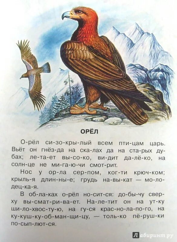 Лапками цепляется хвостиком упирается носом постукивает. Сказка про орла. Небольшой рассказ. Орёл рассказ для детей. Маленькие рассказы.