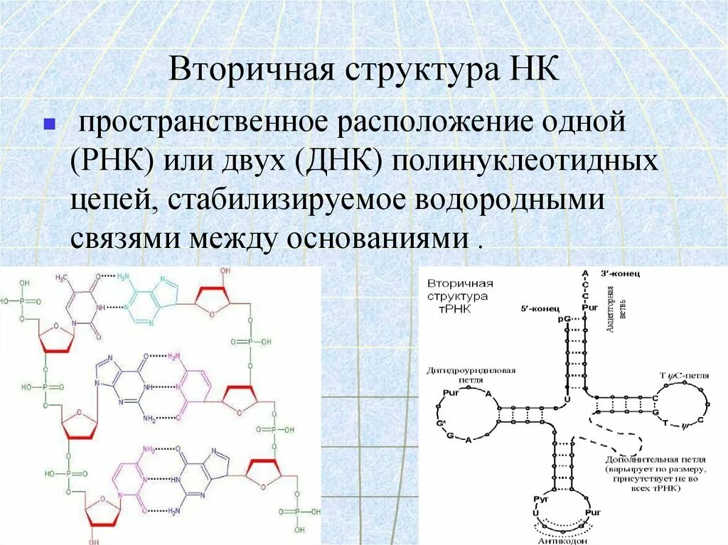 Первичная вторичная и третичная структура ТРНК. Первичная структура РНК типы РНК. Вторичная структура РНК биохимия. Вторичная структура структура РНК.