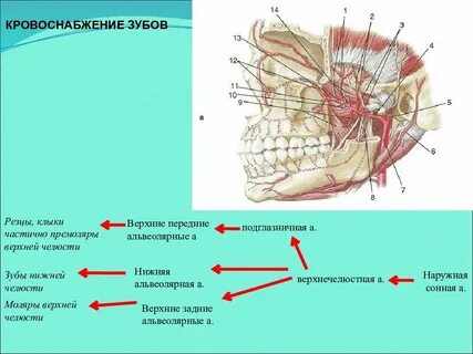 Иннервация полости рта