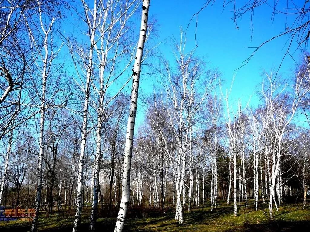 Ранней весной в березовой роще. Весенняя береза. Береза ранней весной.