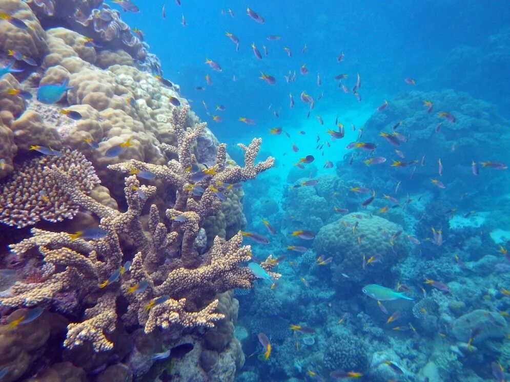 Древние коралловые рифы. Большой Барьерный риф. Большой Барьерный риф в Кэрнсе. Рифом Барберин. Внутрилагунные рифы.