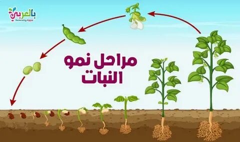 Plant cycle