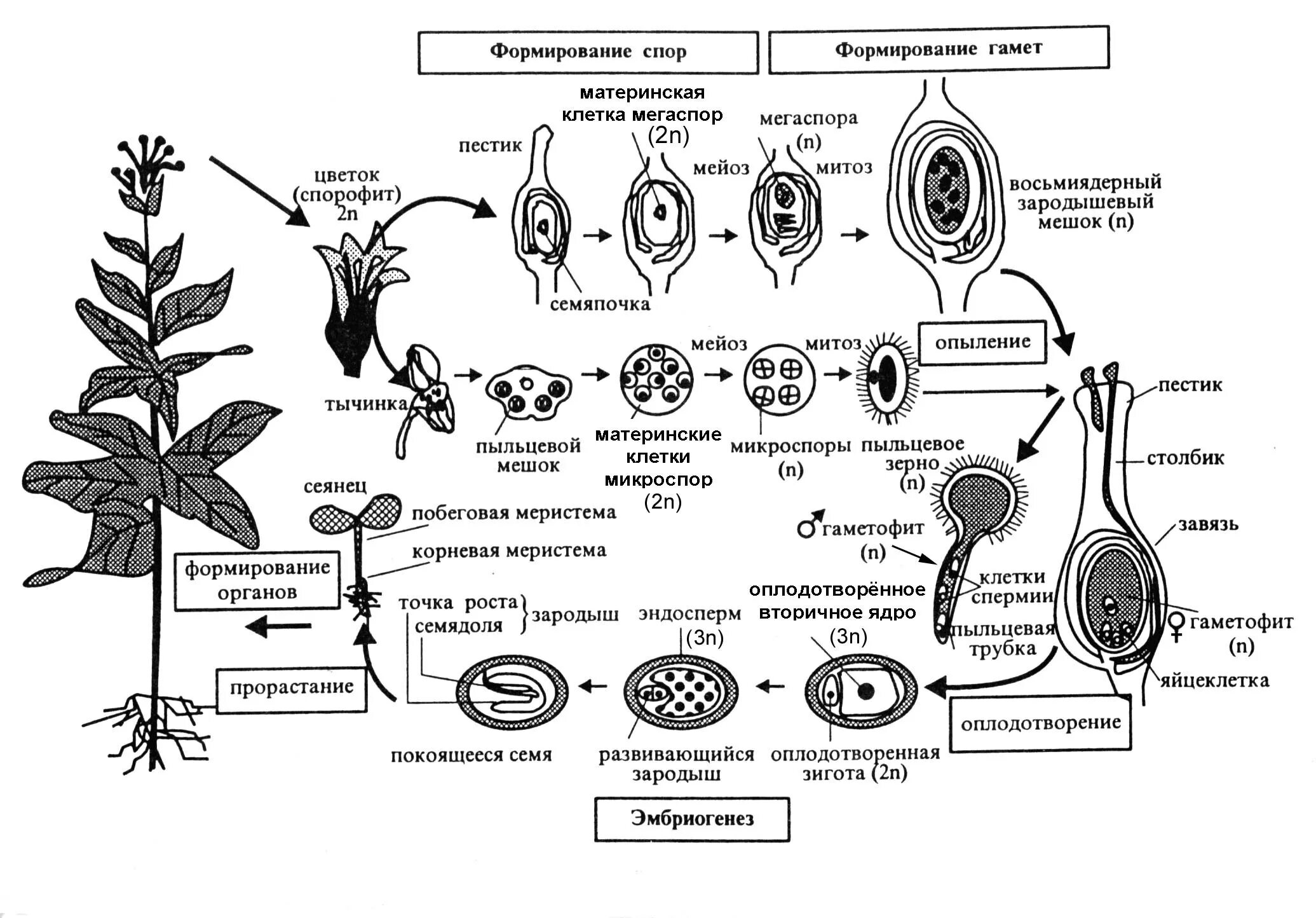 Цикл развития цветкового растения схема. Цикл развития покрытосеменных схема с описанием. Оплодотворение покрытосеменных растений схема. Жизненный цикл цветковых растений схема. Макроспора образуется в результате