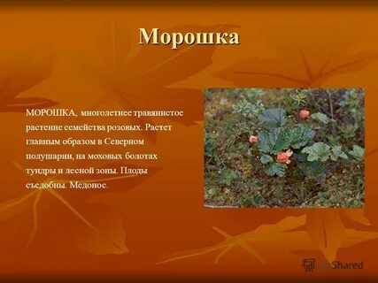 Какой зоне растет морошка