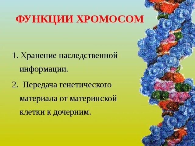 Хромосомы функции 5 класс биология. Хромосомы их строение и функции. Хромосомы и их функции кратко. Наследственная информация растений