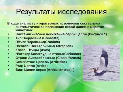 Птицы отряды роды семейства