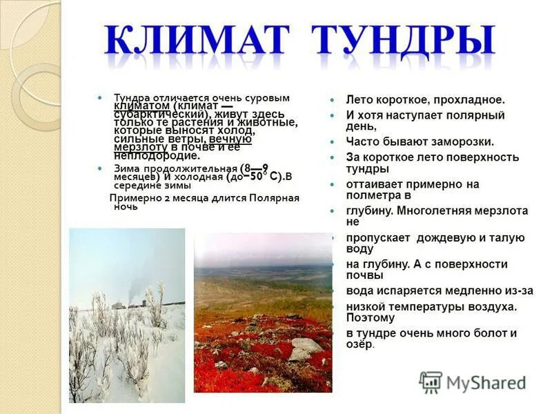 тундра климат растения животные. тундра и лесотундра условия. природная зона тундра климат. тундра климат растения животные. вывод о тундре.