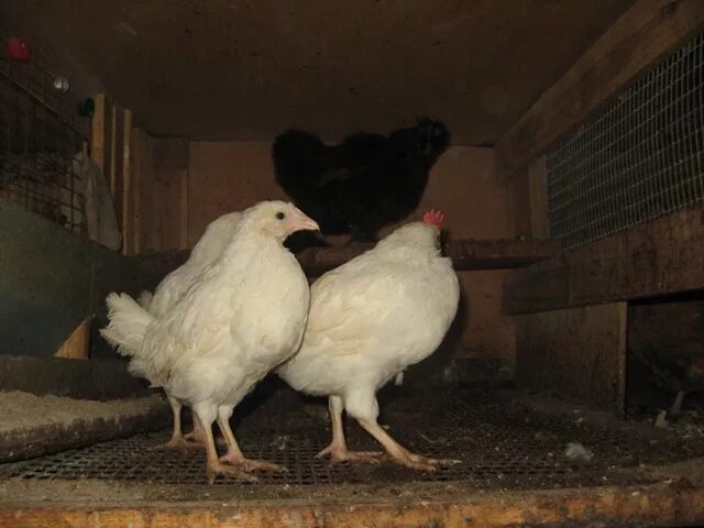 Куры 2 месяца. Белый Леггорн цыплята. Месячные цыплята Леггорн. Цыплята Леггорн 1 месяц. Леггорн белый цыплята месячные.
