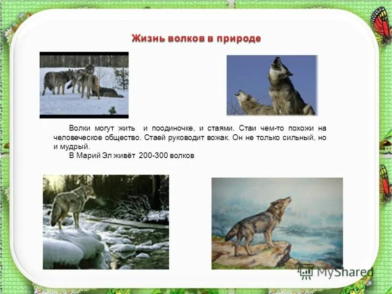 Сколько живёт волк в природе. Сколько живут волки. Где живет волк. С волками жить.