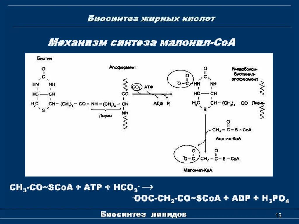 Синтез жирных кислот биохимия реакции. Синтез олеиновой кислоты биохимия. Мультиферментный комплекс синтеза жирных кислот. Биосинтез жирных кислот схема.