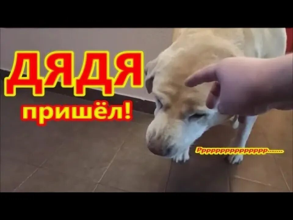 Песня где лают собаки