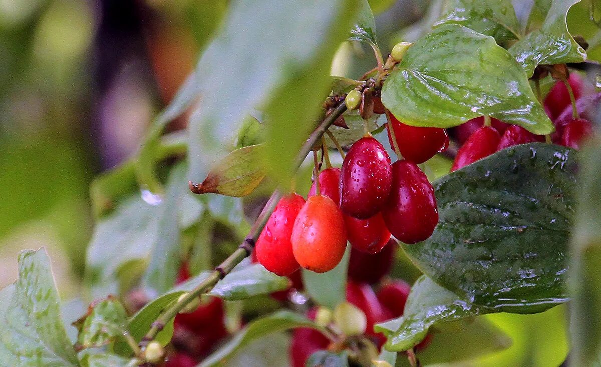 кизил cornus mas. кизил обыкновенный. в траве в кустах кизила. кизильник cotoneaster lucidus. в траве в кустах кизила.