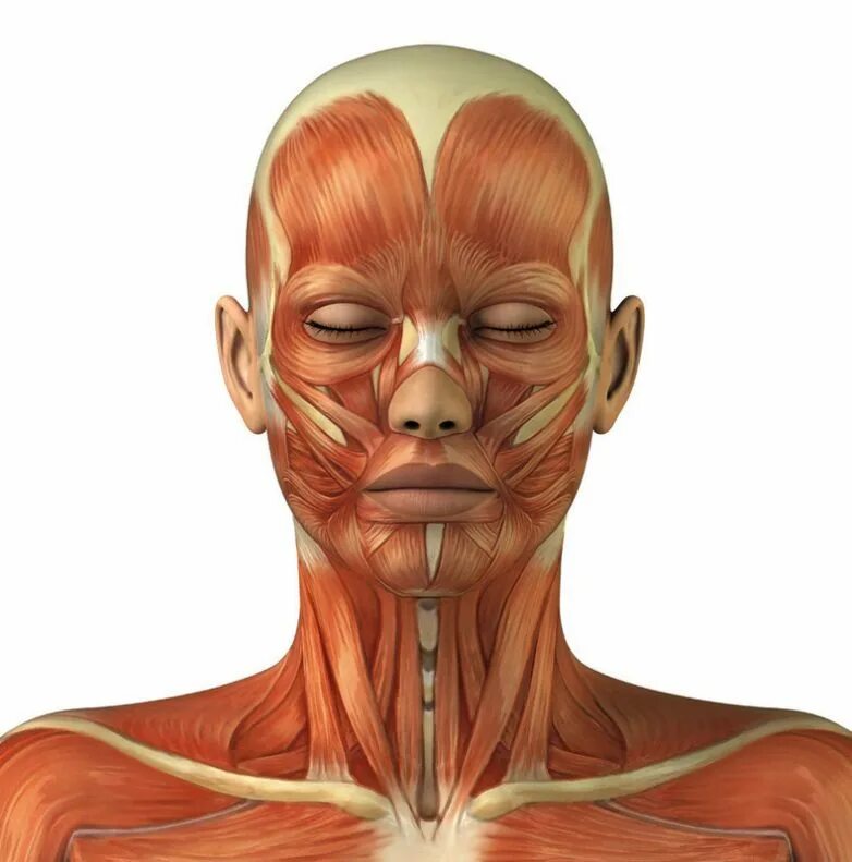 Косметология мышцы. Мышцы лица. Анатомия лица. Мышцы лица и шеи. Мышцы лица человека.