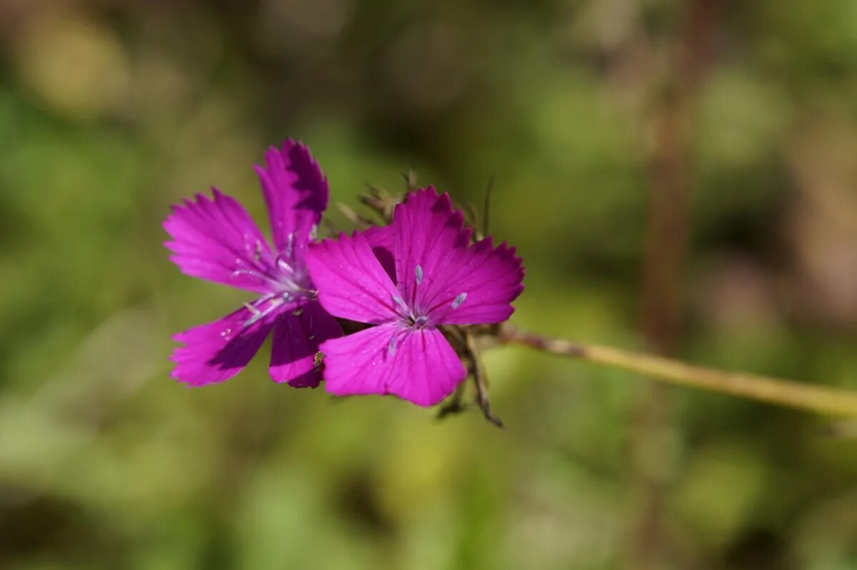 У дикой гвоздики 5 лепестков. Гвоздика Павлинья пурпурно-красная. Red Campion растение. Гвоздика tymphresteus. Гвоздика Arabella Purple.