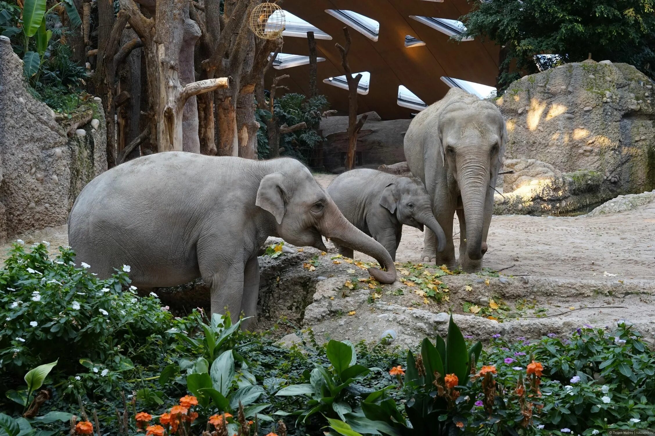 Культура зоопарки. Московский Zoo зоопарк. Московский зоопарк животные. Звери Московского зоопарка. Зоопарк «Пунта Верде».