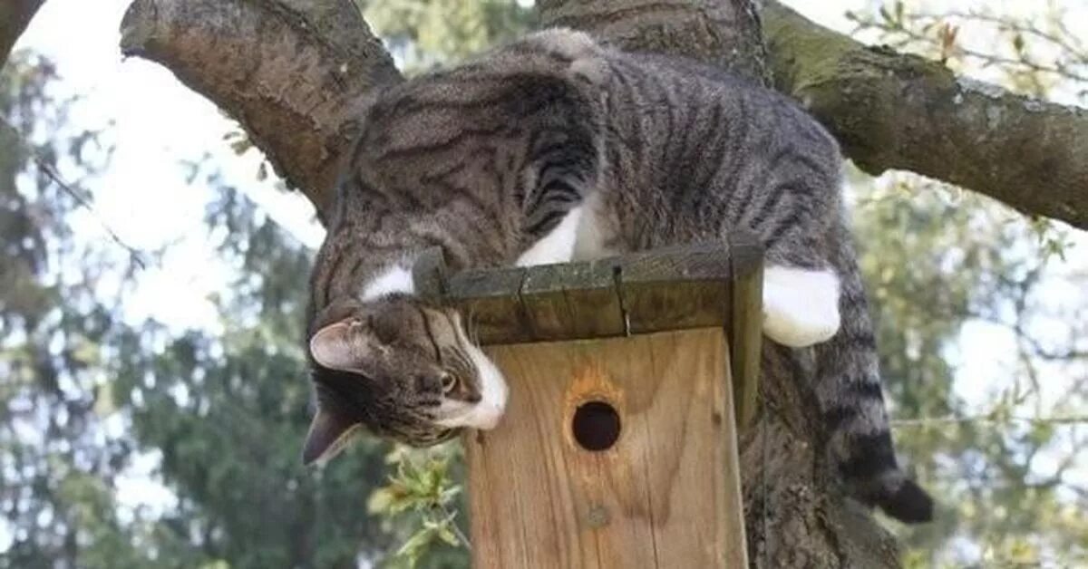 Кот в скворечнике. Кошка и скворечник. Коты живущие на деревьях. Кот сидит на скворечнике