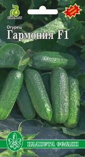 Огурец примадонна