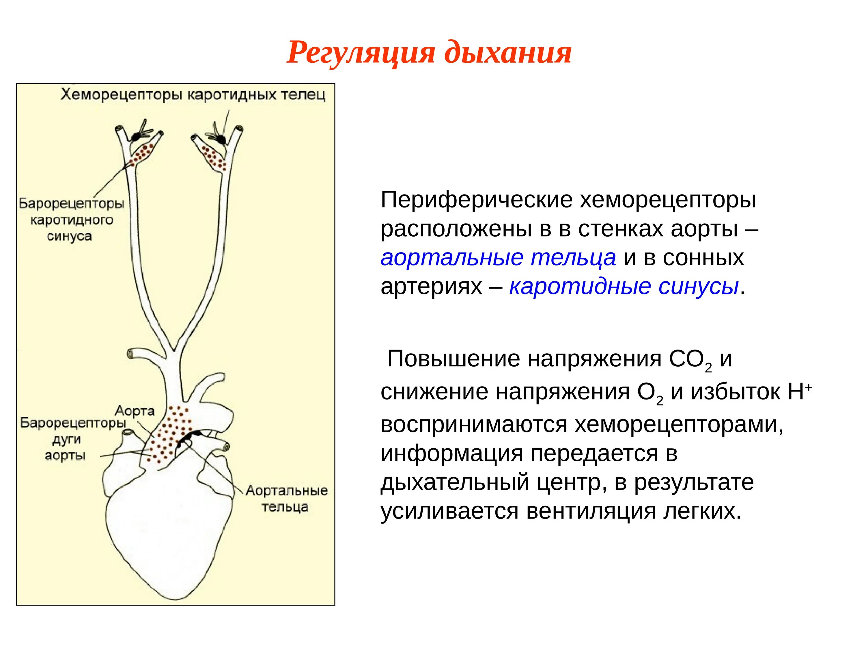 Периферические респираторные хеморецепторы. Барорецепторы и хеморецепторы. Периферические хеморецепторы дыхания. Рецепторы синокаротидной зоны.