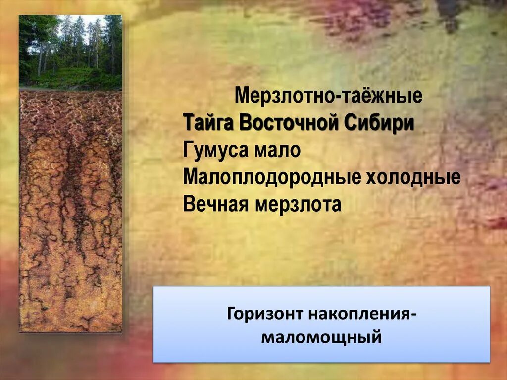 Какие почвы малоплодородны. Мерзлотно-Таежные почвы России. Гумусовый Горизонт в мерзлотно таежных почвах. Мерзлотно такжные почты. Почв Восточно-сибирской мерзлотно-таежной области..