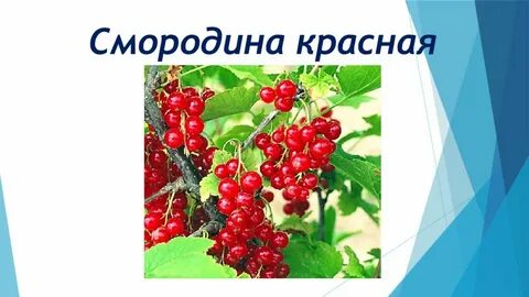 Систематика смородины красной