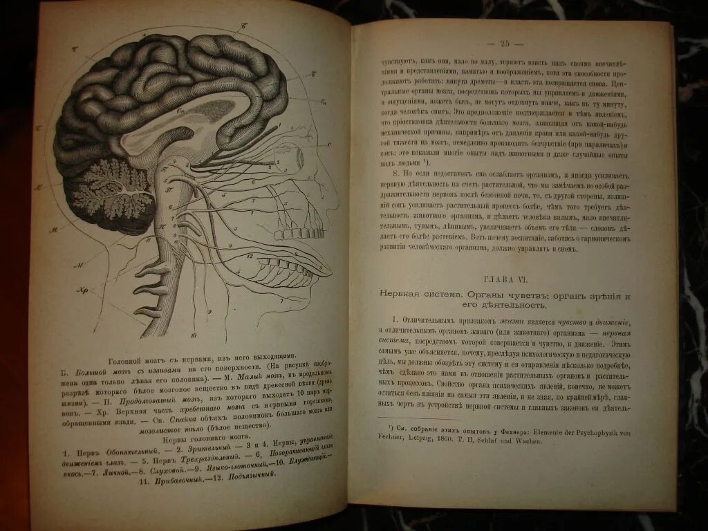 Ушинский антропология человека. Ушинский антропология человека