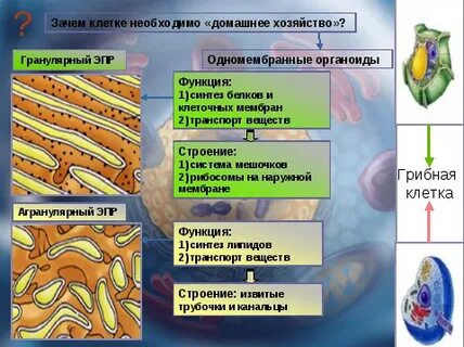 Почему клетку относят к клеточному уровню