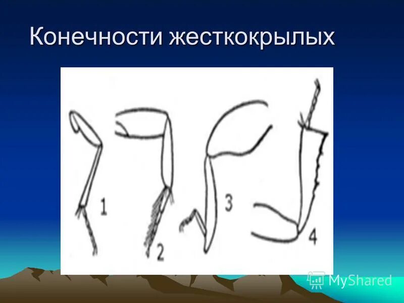 Конечности жесткокрылых. Признаки отрядов насекомых таблица. Биология 7 класс отряды насекомых с полным превращением. Отряд жесткокрылые строение. Жесткокрылые насекомые характеристика.
