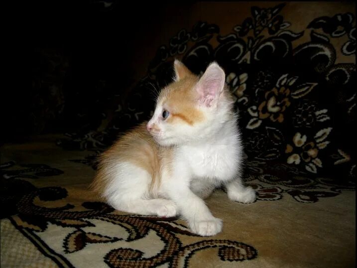 Девочка с рыжим котенком. Большой бело рыжий кот. Имя для рыже белого кота. Клички для бело рыжих. Рыже белый кот.