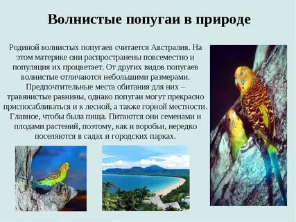 Коротко о попугаях