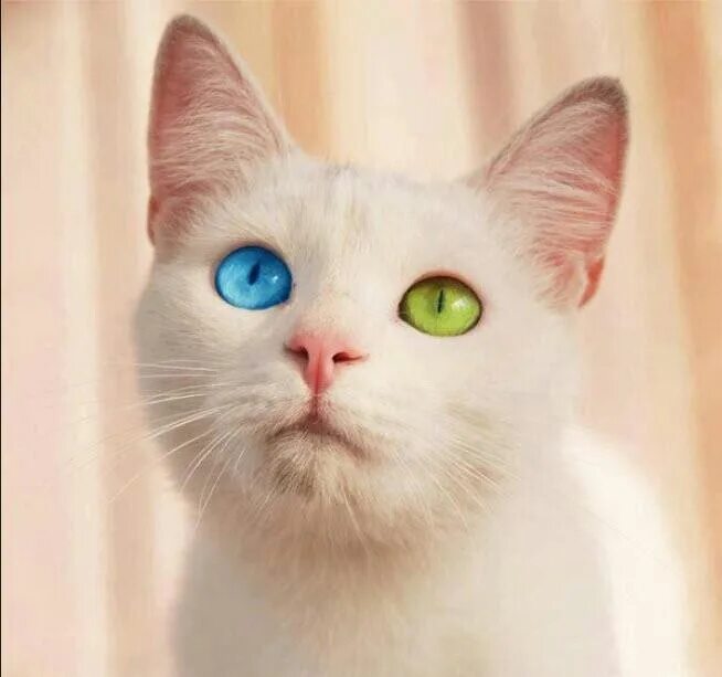 Мяу 17. Кот с разноцветными глазами. Коты с разными глазами. Белый кот с голубыми глазами. Белый котенок с разными глазами.