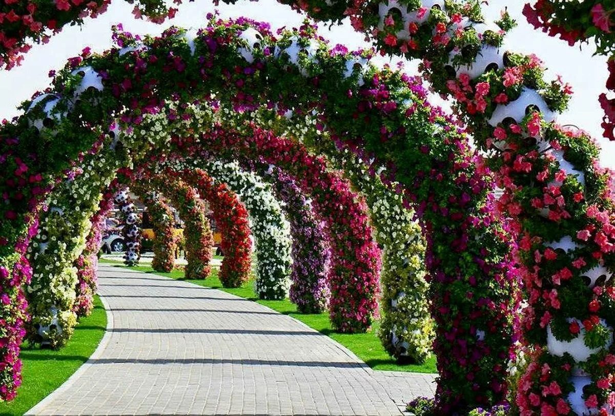 Видео сада с цветами. Плетистые розы Берсо. Miracle Garden Дубай. Берсо с розами.