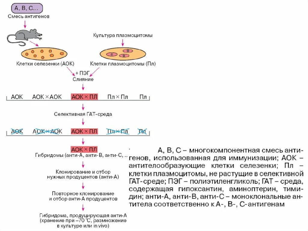 Схема гибридомной технологии получения моноклональных антител. Моноклональные антитела Гибридомная технология. Гибридомная технология производства моноклональных антител. Схема производства моноклональных антител. Получение гибридов на основе соединения клеток