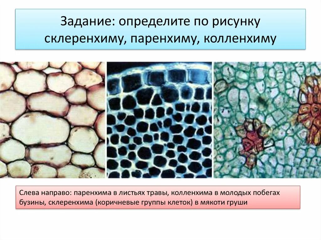 Выполняемые функции механической ткани растений. Ткани растений колленхима. Колленхима склеренхима склереиды. Механическая ткань растений склеренхима. Механические ткани колленхима склеренхима склереиды.