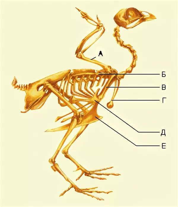 Кости пояса задних конечностей у птиц