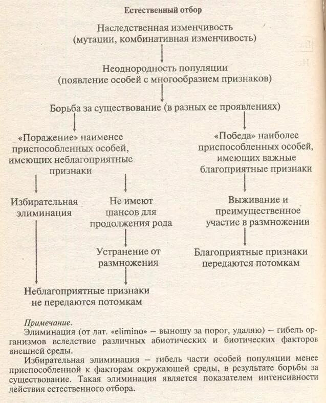 Механизм естественного отбора схема. Механизм действия естественного отбора. Механизм действия естественного отбора кратко. Естественный отбор схема. Тест по биологии естественный отбор 9 класс